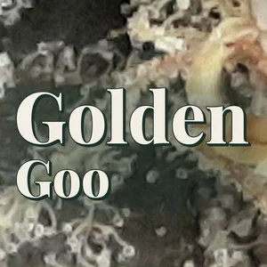 Golden Goo Cannabis Strain