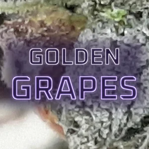 Golden Grapes Cannabis Strain