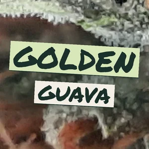 Golden Guava Cannabis Strain