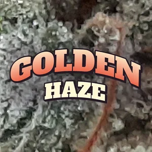 Golden Haze Cannabis Strain