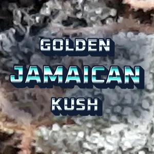 Golden Jamaican Kush Cannabis Strain