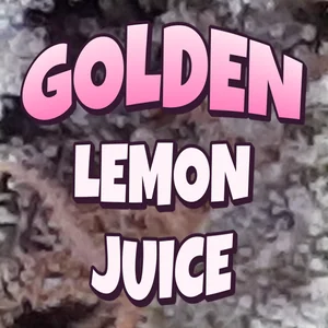 Golden Lemon Juice Cannabis Strain