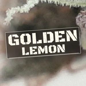 Golden Lemon Cannabis Strain