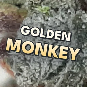 Golden Monkey Cannabis Strain