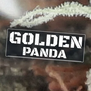 Golden Panda Cannabis Strain
