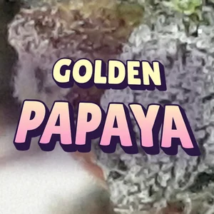 Golden Papaya Cannabis Strain