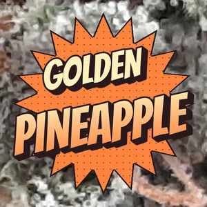 Golden Pineapple Cannabis Strain