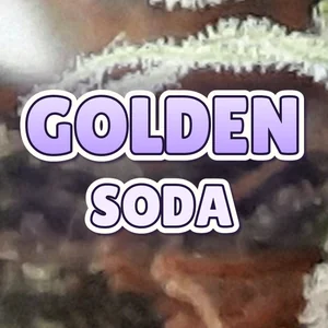 Golden Soda Cannabis Strain
