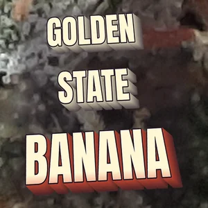 Golden State Banana Cannabis Strain