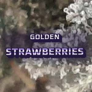 Golden Strawberries Cannabis Strain