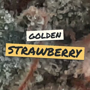 Golden Strawberry Cannabis Strain