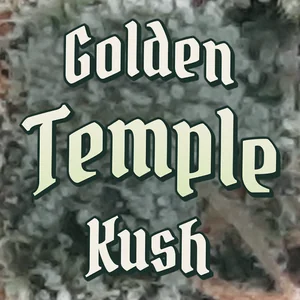 Golden Temple Kush Cannabis Strain