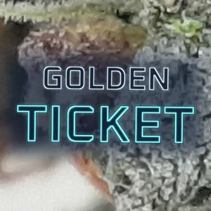 Golden Ticket Cannabis Strain