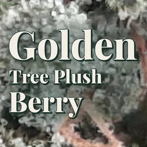 Golden Tree Plush Berry Cannabis Strain