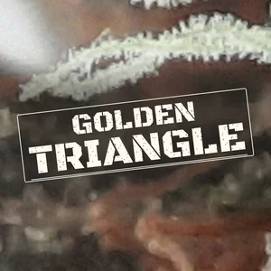 Golden Triangle Cannabis Strain