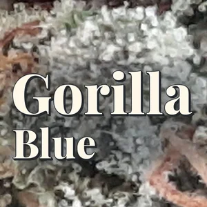 Gorilla Blue Cannabis Strain