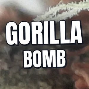Gorilla Bomb Cannabis Strain