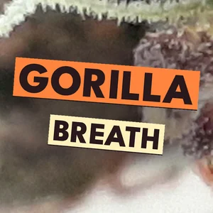 Gorilla Breath Cannabis Strain