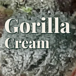 Gorilla Cream Cannabis Strain