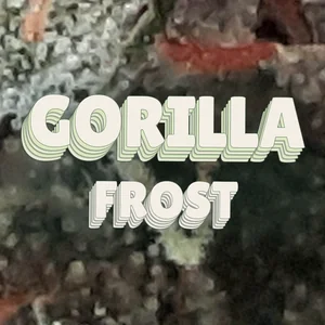 Gorilla Frost Cannabis Strain