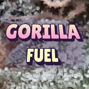 Gorilla Fuel Cannabis Strain