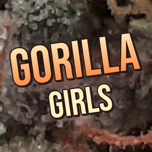 Gorilla Girls Cannabis Strain