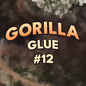 Gorilla Glue #12 Cannabis Strain