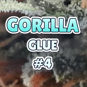 Gorilla Glue #4 Cannabis Strain