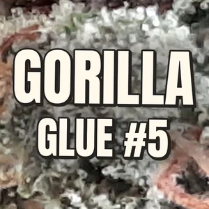 Gorilla Glue #5 Cannabis Strain