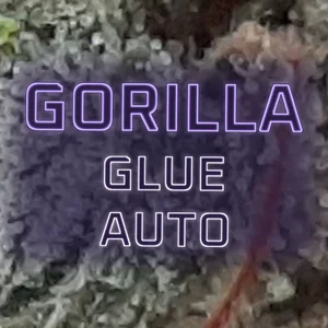Gorilla Glue Auto Cannabis Strain