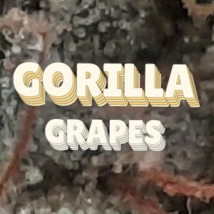 Gorilla Grapes Cannabis Strain