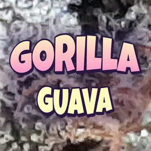 Gorilla Guava Cannabis Strain