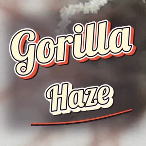 Gorilla Haze Cannabis Strain