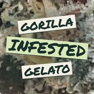 Gorilla Infested Gelato Cannabis Strain