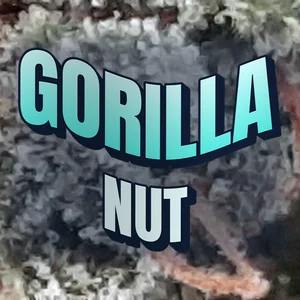 Gorilla Nut Cannabis Strain
