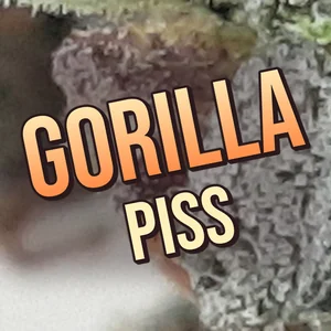 Gorilla Piss Cannabis Strain