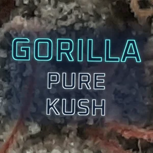 Gorilla Pure Kush Cannabis Strain