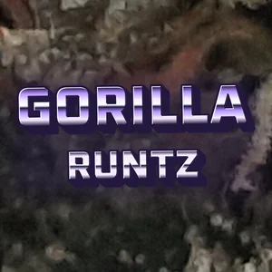 Gorilla Runtz Cannabis Strain