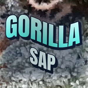 Gorilla Sap Cannabis Strain