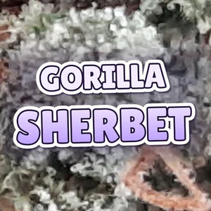 Gorilla Sherbet Cannabis Strain