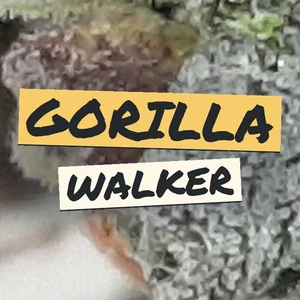 Gorilla Walker Cannabis Strain