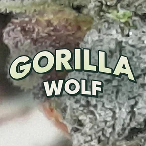 Gorilla Wolf Cannabis Strain