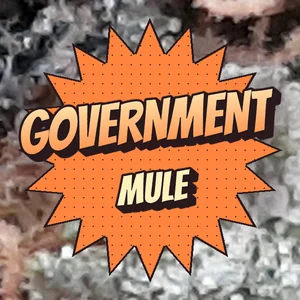 Government Mule Cannabis Strain