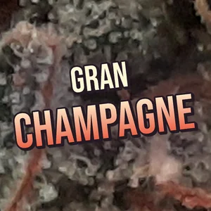 Gran Champagne Cannabis Strain