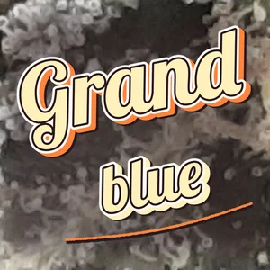 Grand blue Cannabis Strain