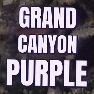 Grand Canyon Purple Cannabis Strain