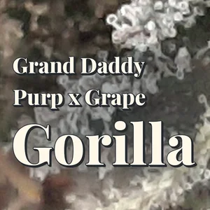 Grand Daddy Purp x Grape Gorilla Cannabis Strain