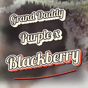 Grand Daddy Purple x Blackberry Cannabis Strain