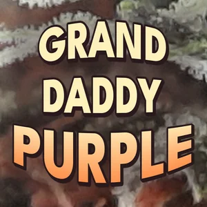 Grand Daddy Purple Cannabis Strain