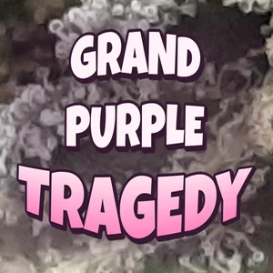 Grand Purple Tragedy Cannabis Strain